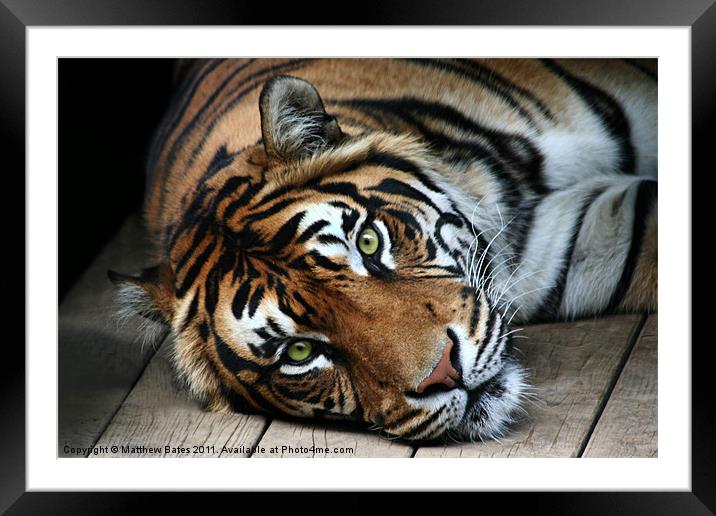 Sumatran Tiger Framed Mounted Print by Matthew Bates