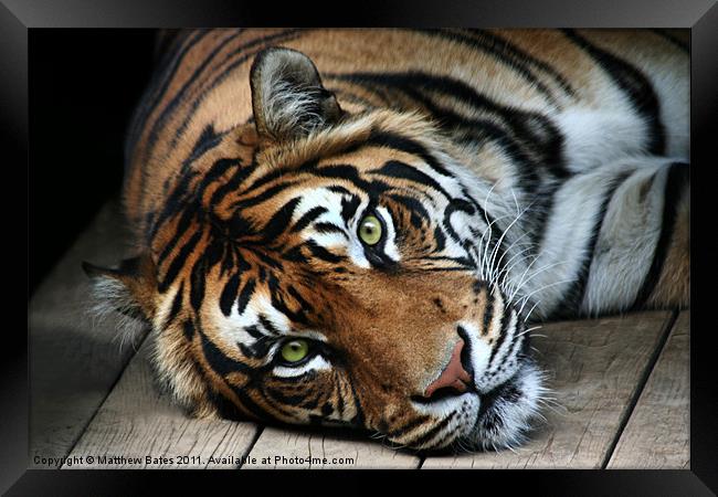 Sumatran Tiger Framed Print by Matthew Bates