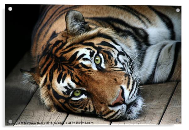 Sumatran Tiger Acrylic by Matthew Bates