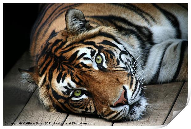 Sumatran Tiger Print by Matthew Bates