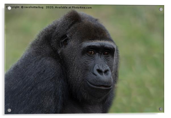 Gorilla Portrait Acrylic by rawshutterbug 