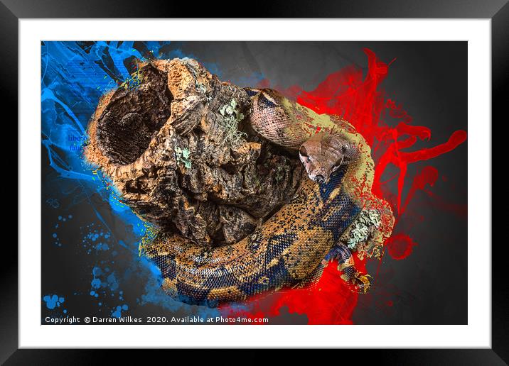 Boa Constrictor Digital Art Framed Mounted Print by Darren Wilkes
