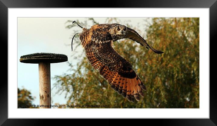 Bengal Eagle Owl Framed Mounted Print by Matthew Bates