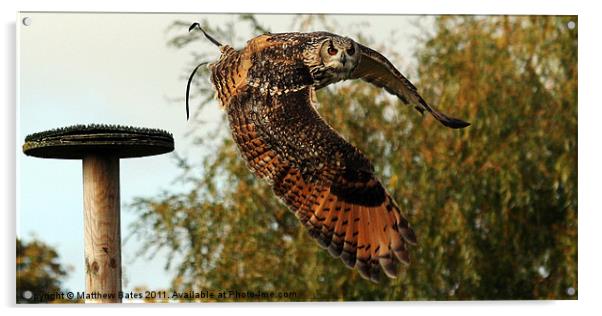 Bengal Eagle Owl Acrylic by Matthew Bates