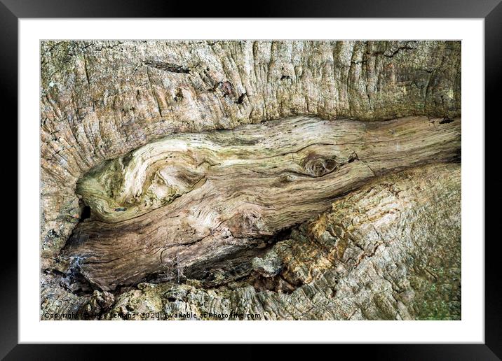 Knot in a Tree Trunk Framed Mounted Print by Nick Jenkins