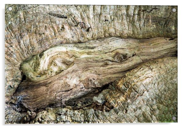 Knot in a Tree Trunk Acrylic by Nick Jenkins
