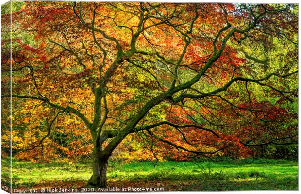 A Maple Tree in Autumn colours in November  Canvas Print by Nick Jenkins