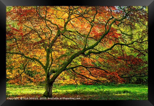 A Maple Tree in Autumn colours in November  Framed Print by Nick Jenkins