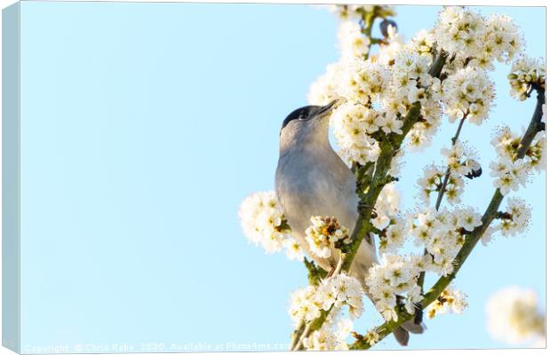 Blackcap male feeding off blossoms Canvas Print by Chris Rabe