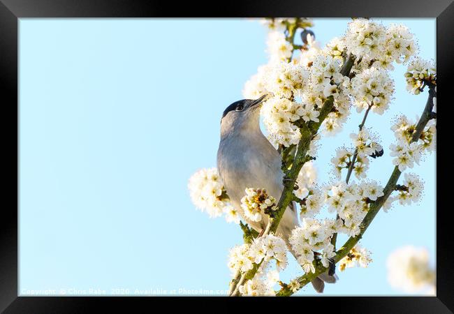 Blackcap male feeding off blossoms Framed Print by Chris Rabe