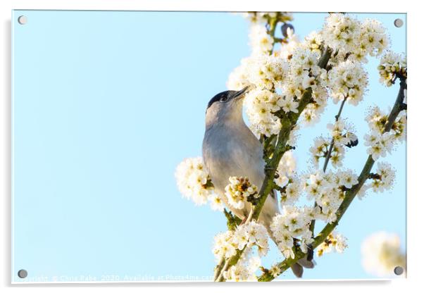 Blackcap male feeding off blossoms Acrylic by Chris Rabe