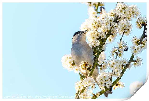 Blackcap male feeding off blossoms Print by Chris Rabe