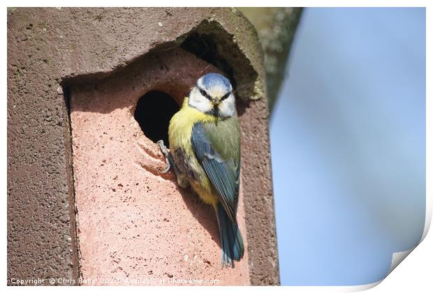 Blue Tit perched on nest Print by Chris Rabe
