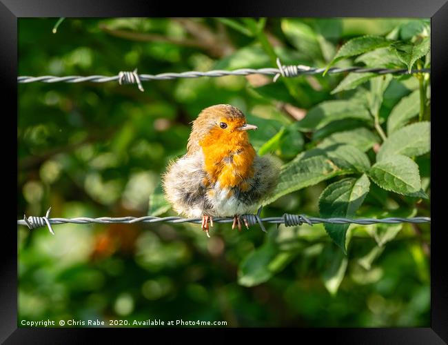 European Robin sitting on wire Framed Print by Chris Rabe