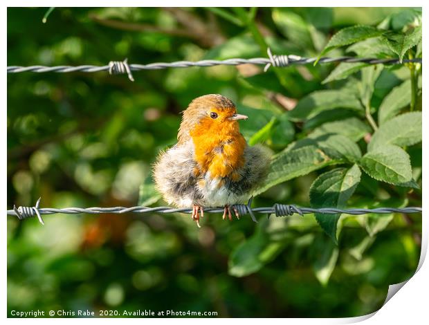 European Robin sitting on wire Print by Chris Rabe