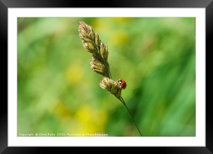 Sixteen-Spot Ladybird  Framed Mounted Print by Chris Rabe
