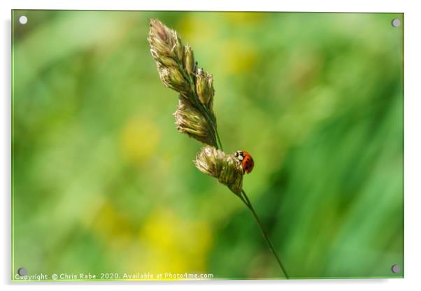 Sixteen-Spot Ladybird  Acrylic by Chris Rabe
