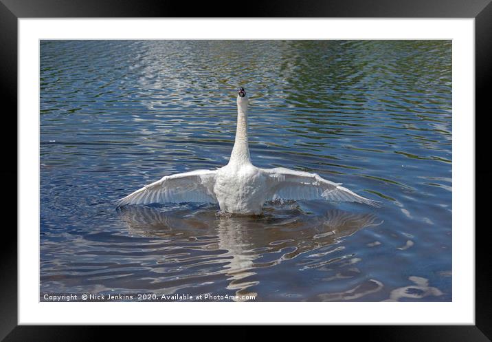 Swan at Full Stretch in a Lake Framed Mounted Print by Nick Jenkins