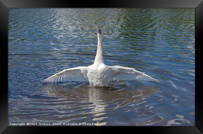 Swan at Full Stretch in a Lake Framed Print by Nick Jenkins