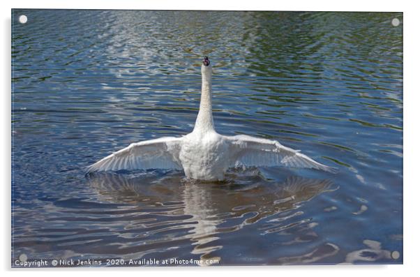 Swan at Full Stretch in a Lake Acrylic by Nick Jenkins