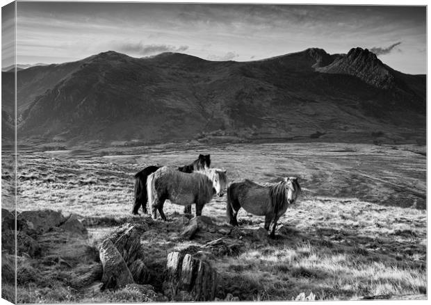 Tryfan and the Carneddau Ponies Canvas Print by Rory Trappe