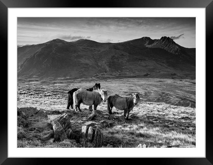 Tryfan and the Carneddau Ponies Framed Mounted Print by Rory Trappe