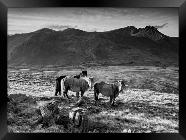 Tryfan and the Carneddau Ponies Framed Print by Rory Trappe