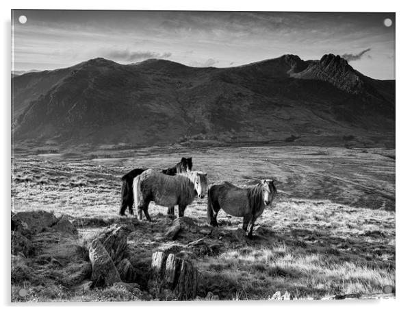 Tryfan and the Carneddau Ponies Acrylic by Rory Trappe