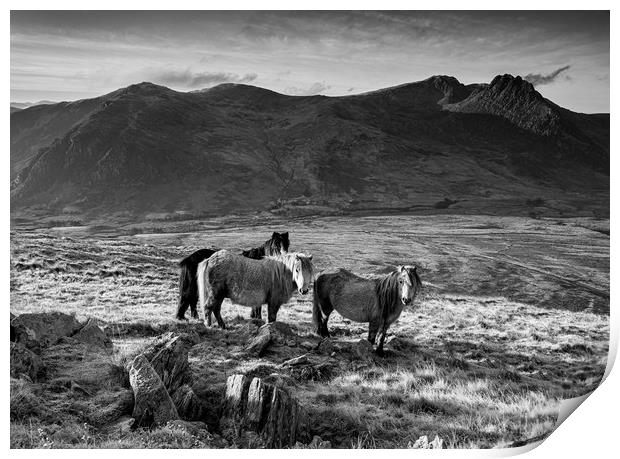 Tryfan and the Carneddau Ponies Print by Rory Trappe