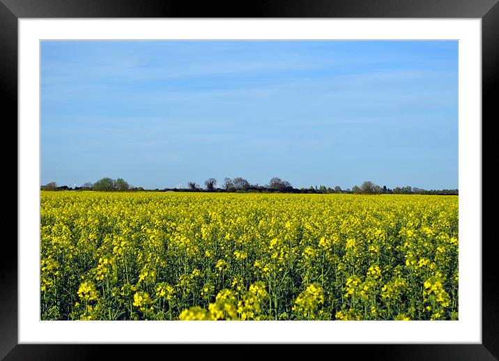 Fields of Gold Framed Mounted Print by Daniel Gray