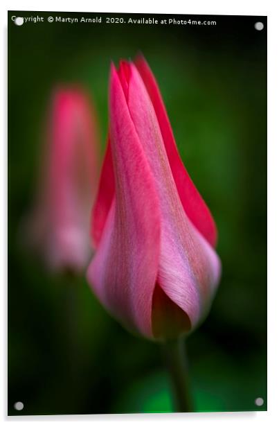 Unfolding Tulip Acrylic by Martyn Arnold