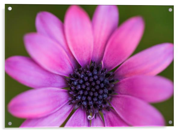 Purple Osteospermum  Acrylic by Adam Payne