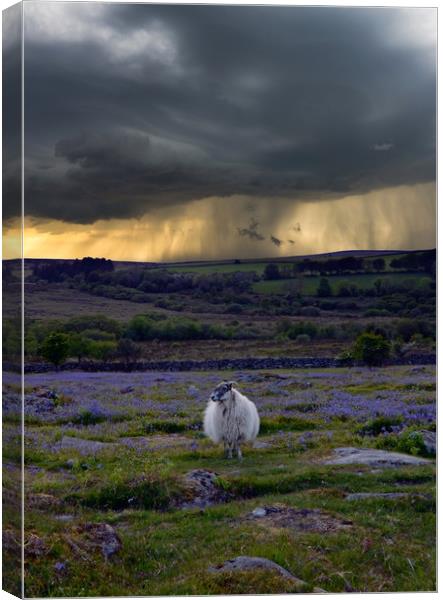 Sheep and Shower Canvas Print by David Neighbour