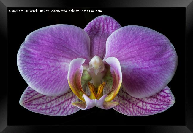 Orchid Framed Print by Derek Hickey