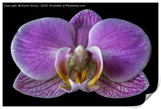 Orchid Print by Derek Hickey