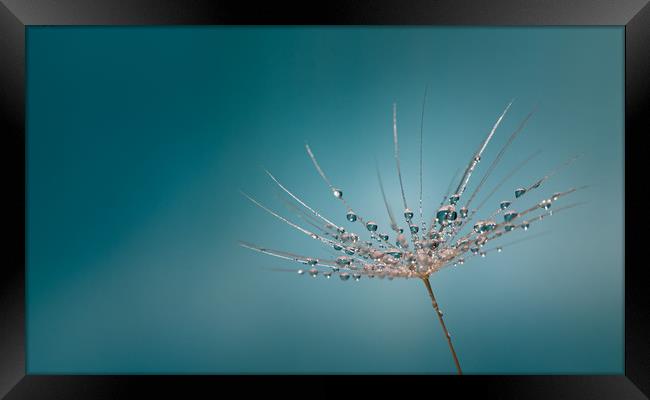 Dandelion Water Refraction Framed Print by Adam Payne
