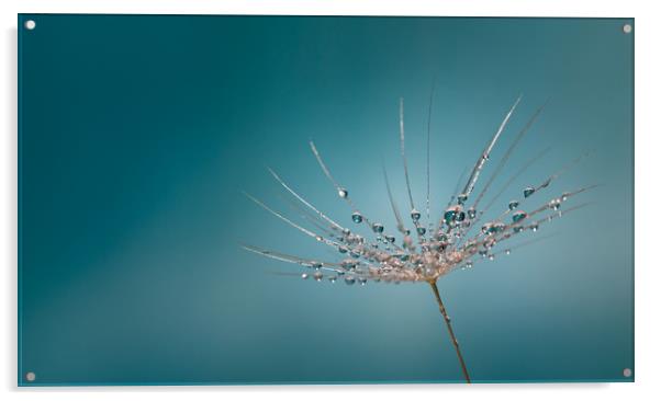 Dandelion Water Refraction Acrylic by Adam Payne