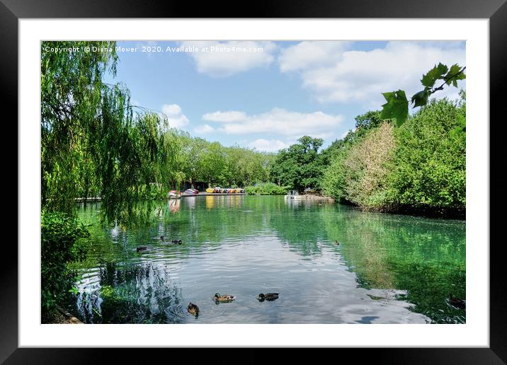 Finsbury Park Lake Framed Mounted Print by Diana Mower