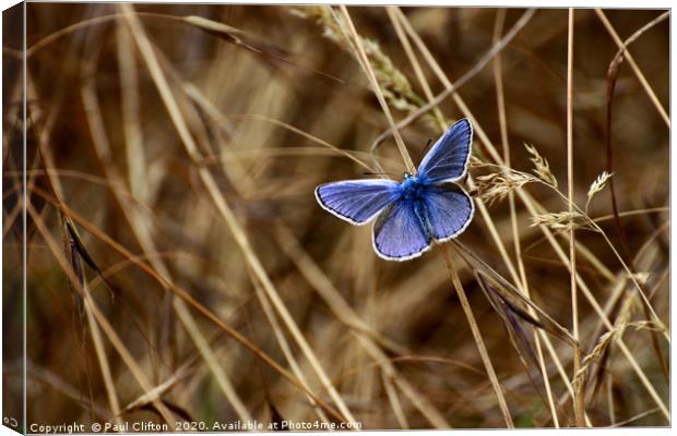 Male 'common blue' butterfly. Canvas Print by Paul Clifton