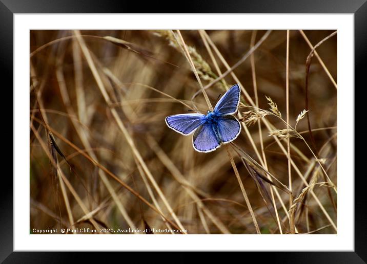 Male 'common blue' butterfly. Framed Mounted Print by Paul Clifton