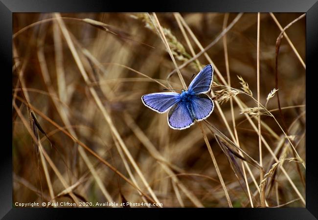Male 'common blue' butterfly. Framed Print by Paul Clifton