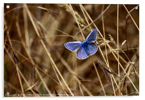 Male 'common blue' butterfly. Acrylic by Paul Clifton