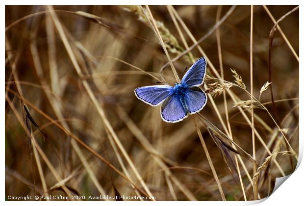 Male 'common blue' butterfly. Print by Paul Clifton