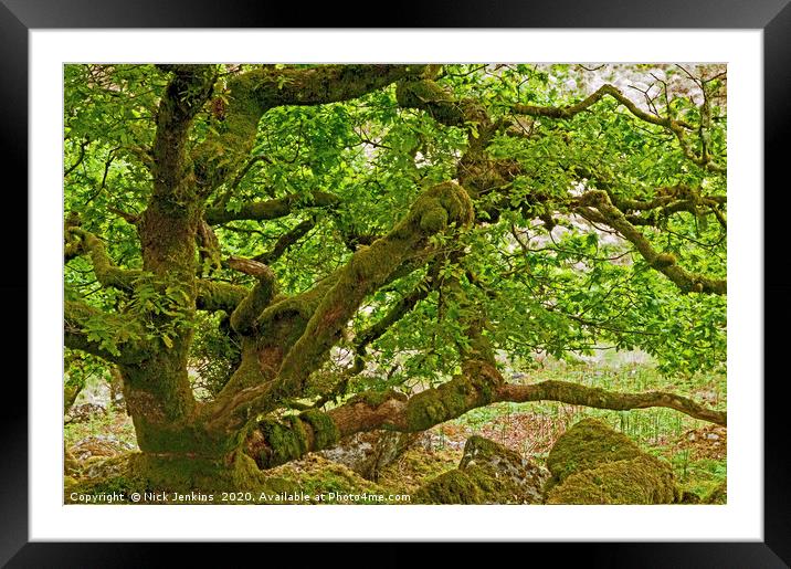 Stunted Oak Trees Wistmans Wood Dartmoor National  Framed Mounted Print by Nick Jenkins
