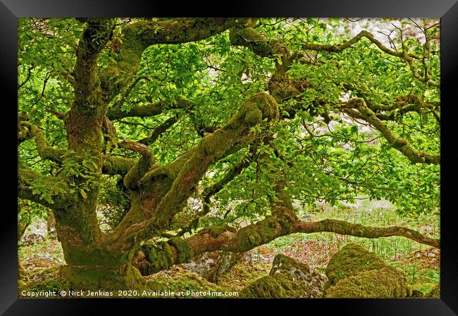 Stunted Oak Trees Wistmans Wood Dartmoor National  Framed Print by Nick Jenkins