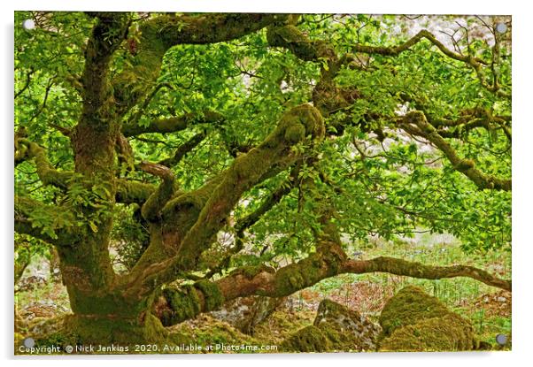 Stunted Oak Trees Wistmans Wood Dartmoor National  Acrylic by Nick Jenkins
