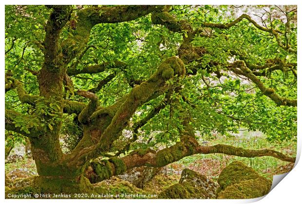 Stunted Oak Trees Wistmans Wood Dartmoor National  Print by Nick Jenkins