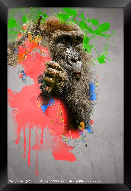 Lowland Gorilla Digital Art Framed Print by Darren Wilkes