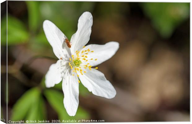 Wood anemone and Small Beetle April SpringtimeClos Canvas Print by Nick Jenkins