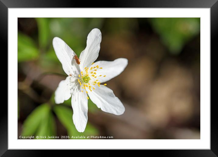 Wood anemone and Small Beetle April SpringtimeClos Framed Mounted Print by Nick Jenkins